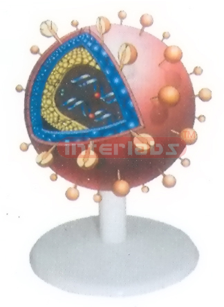 AIDS VIRUS ANATOMICAL MODEL